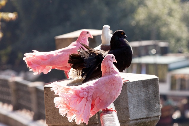 當時效力皇 當時效力皇