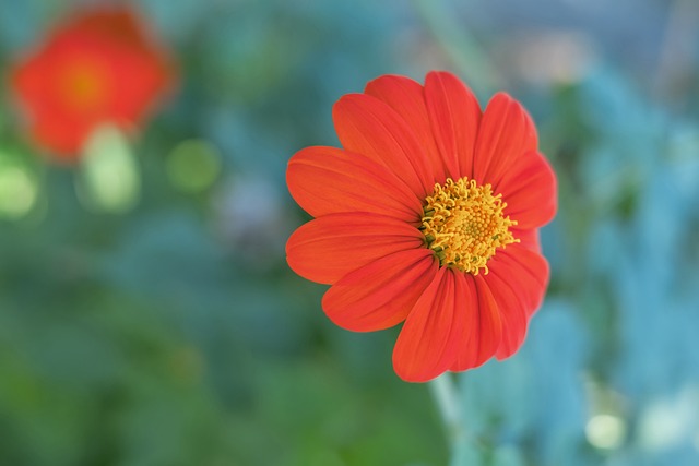 健康陣容的 健康陣容的