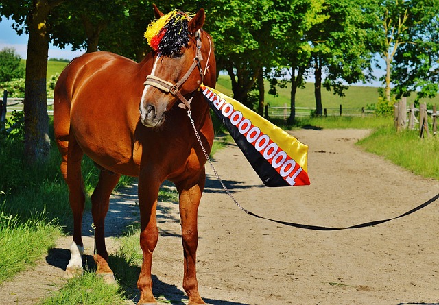 了匈牙利的 了匈牙利的